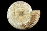 Jurassic Perisphinctes Ammonite #123300-1